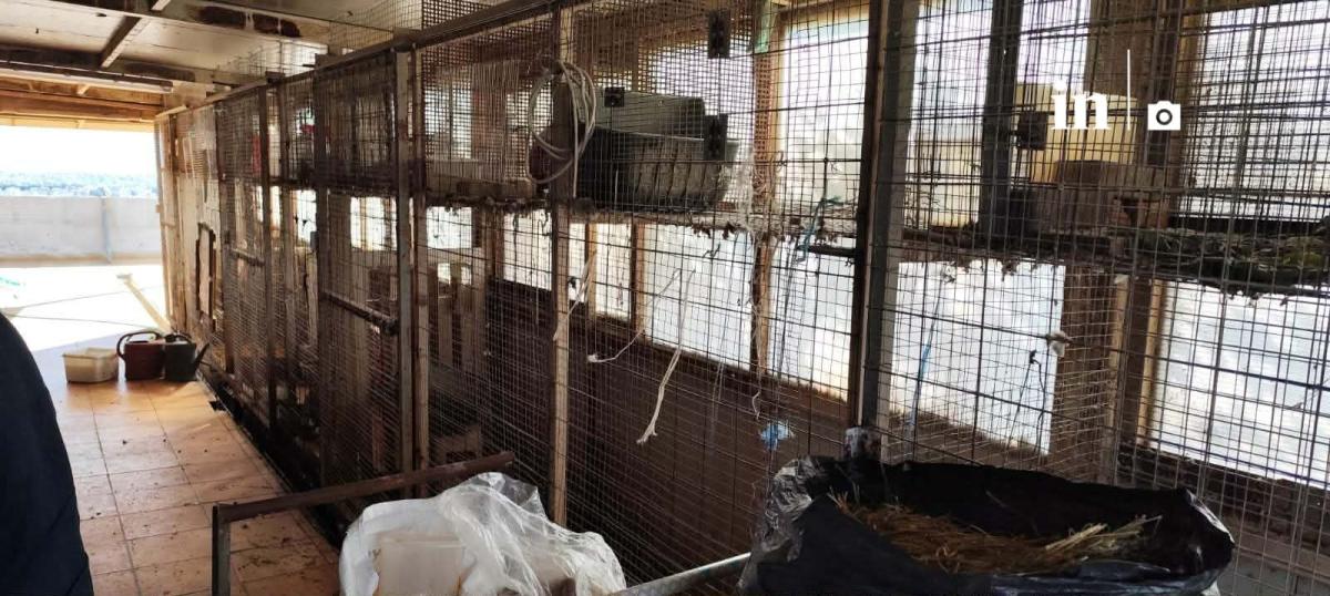 Αυτή είναι η παράνομη στάνη με κατσίκες και κοτόπουλα στον 16ο όροφο του Πύργου Αθηνών στους Αμπελόκηπους 4 ka33 1
