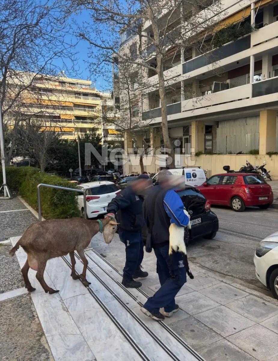 ampelokipoi zoa1 31032026