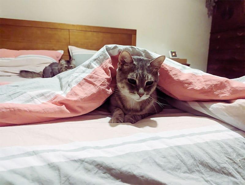 cute cat sitting under bed sheets covered