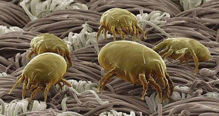 dust mites