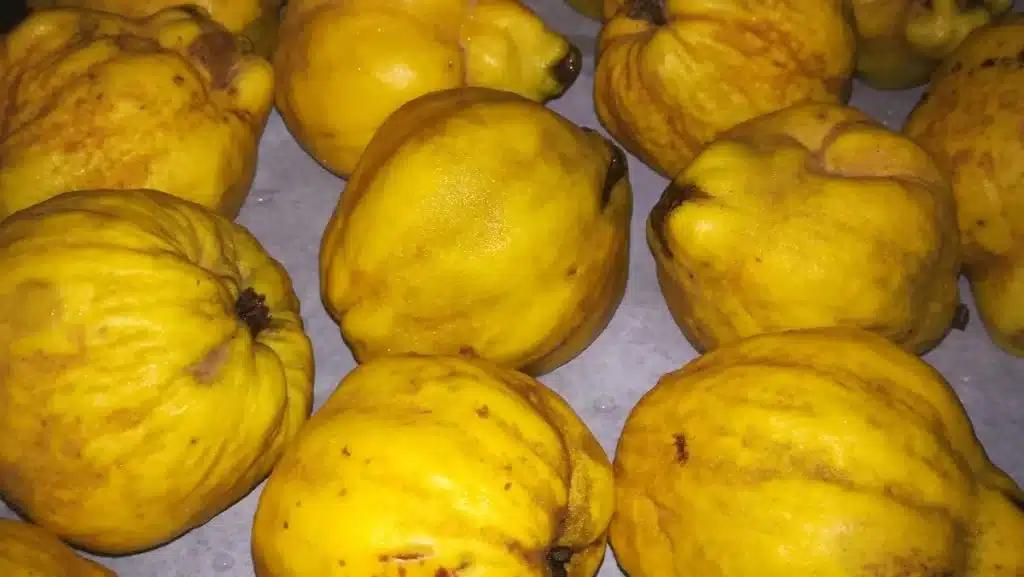 Λίγοι το γνωρίζουν: Ο «ξεχασμένος» καρπός της αγάπης και της γονıμότητας που ρυθμίζει σάκχαρo & χoληστερóλη 2 kydonia glyko syntagi a 001 1024x577 1