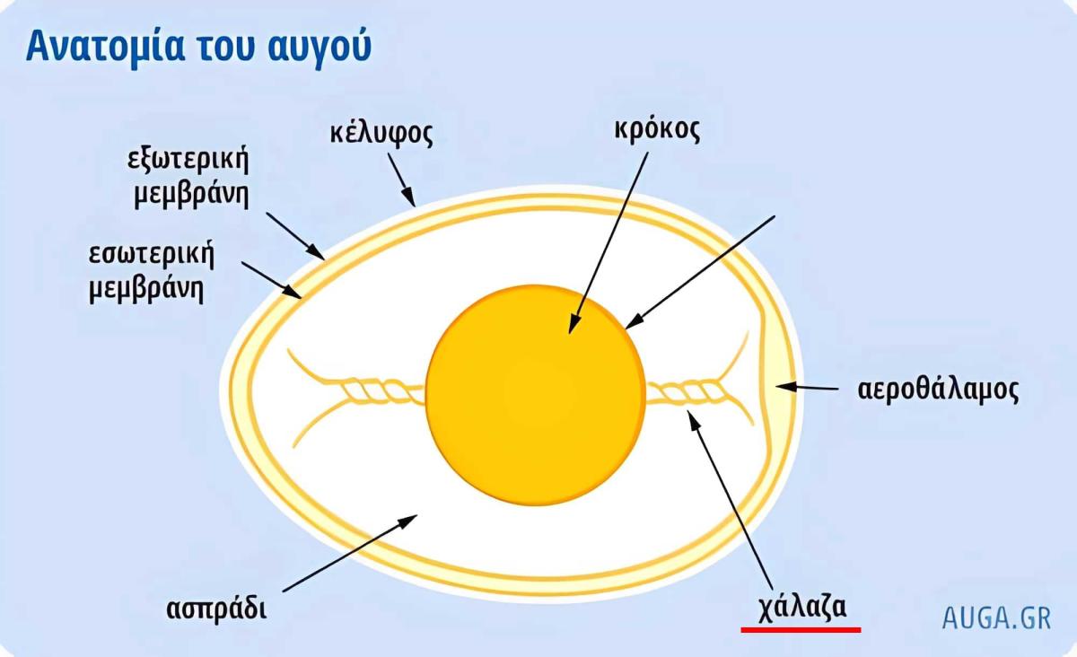Τι είναι αυτό το άσπρο σε ένα αυγό 2 1 17