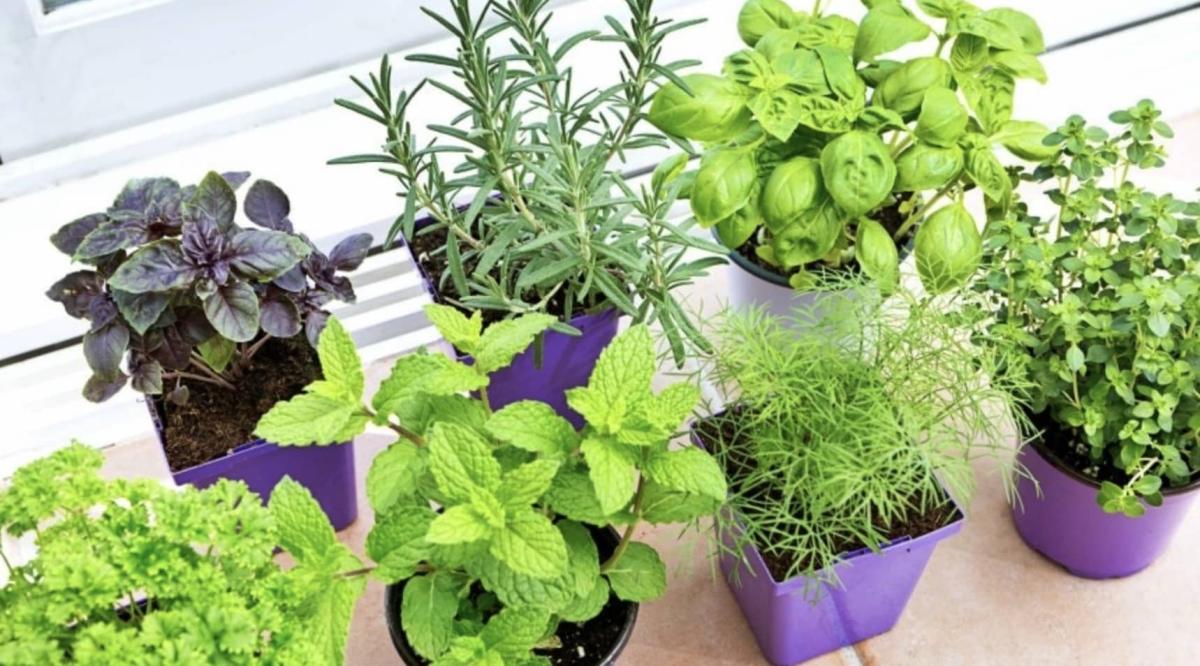 stigmiotypo othonis 2026 04 10 02.50.29