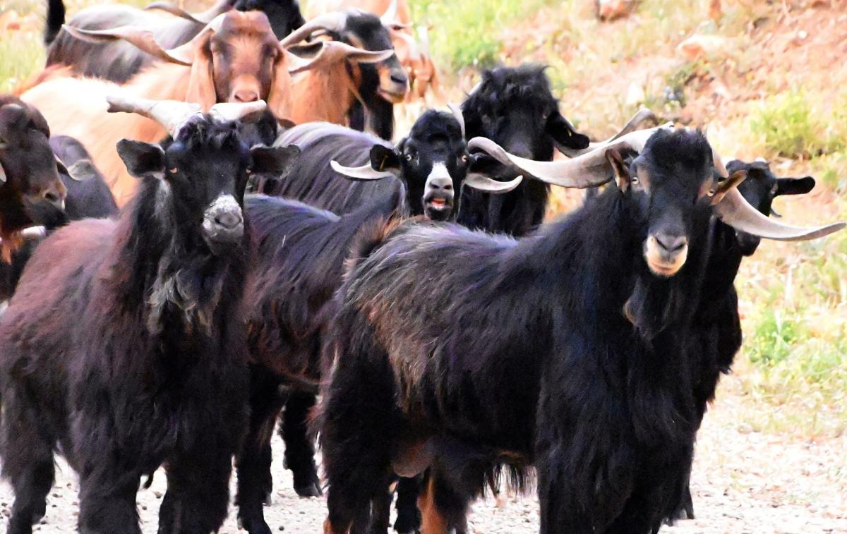 Σε απόγνωση οι κτηνοτρόφοι στη Λέσβο – Έμειναν άσφαχτα εξαιτίας του αφθώδους πυρετού 70.000 αρνιά και κατσίκια 1 arnia