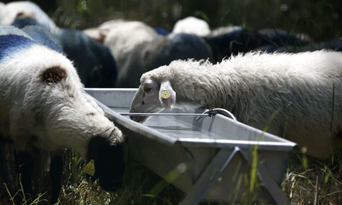 Σε απόγνωση οι κτηνοτρόφοι στη Λέσβο – Έμειναν άσφαχτα εξαιτίας του αφθώδους πυρετού 70.000 αρνιά και κατσίκια 3 202604111800376586 1200x720 1