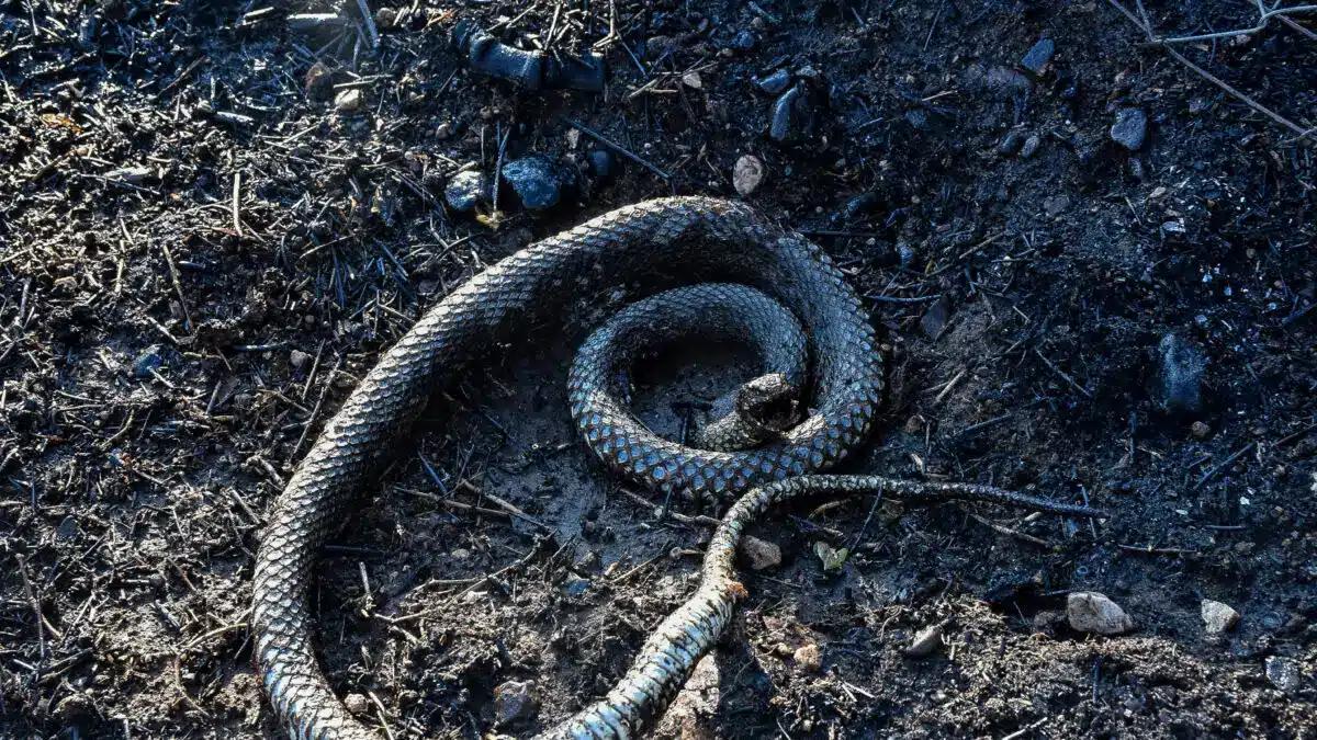 Βγήκε εκτός κινδύνου ο 13χρονος από τη Σύρο μετά από δάγκωμα οχιάς – Νοσηλεύεται στην Αθήνα 2 fidi eurok 1200x675 1