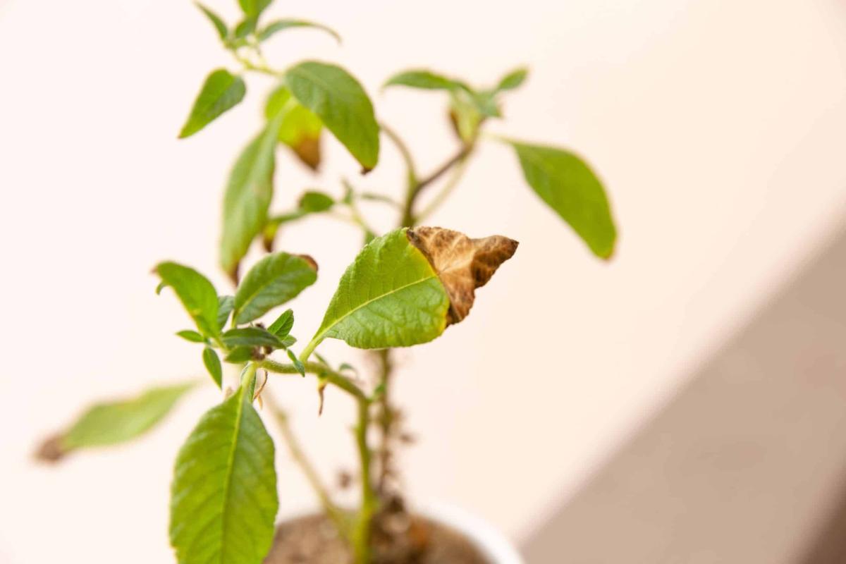 Γιατί μαραίνονται τα φυτά σας: 7 λάθη που κάνουν όλοι και κόλπα να είναι πάντα σαν την μέρα που τα αγοράσατε 2 5 19
