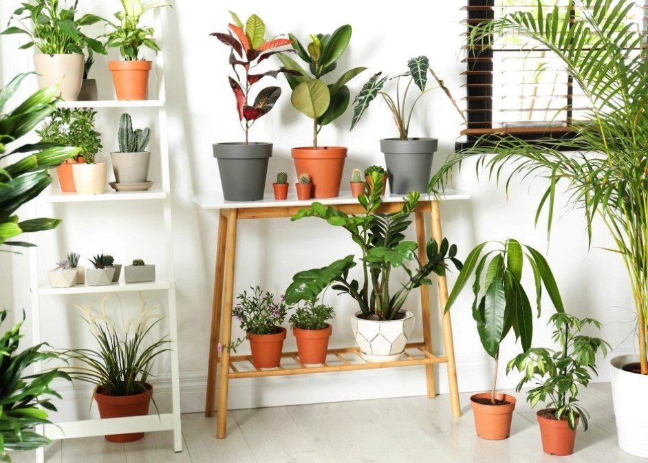 Γιατί μαραίνονται τα φυτά σας: 7 λάθη που κάνουν όλοι και κόλπα να είναι πάντα σαν την μέρα που τα αγοράσατε 5 20220518 628514327d718