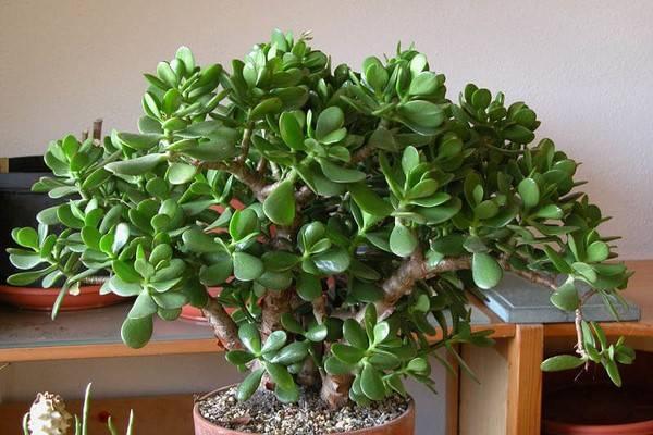 kartinka 1. denezhnoe derevo