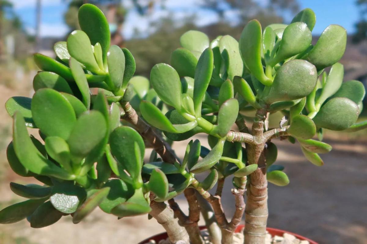 stigmiotypo othonis 2025 07 23 20.29.04