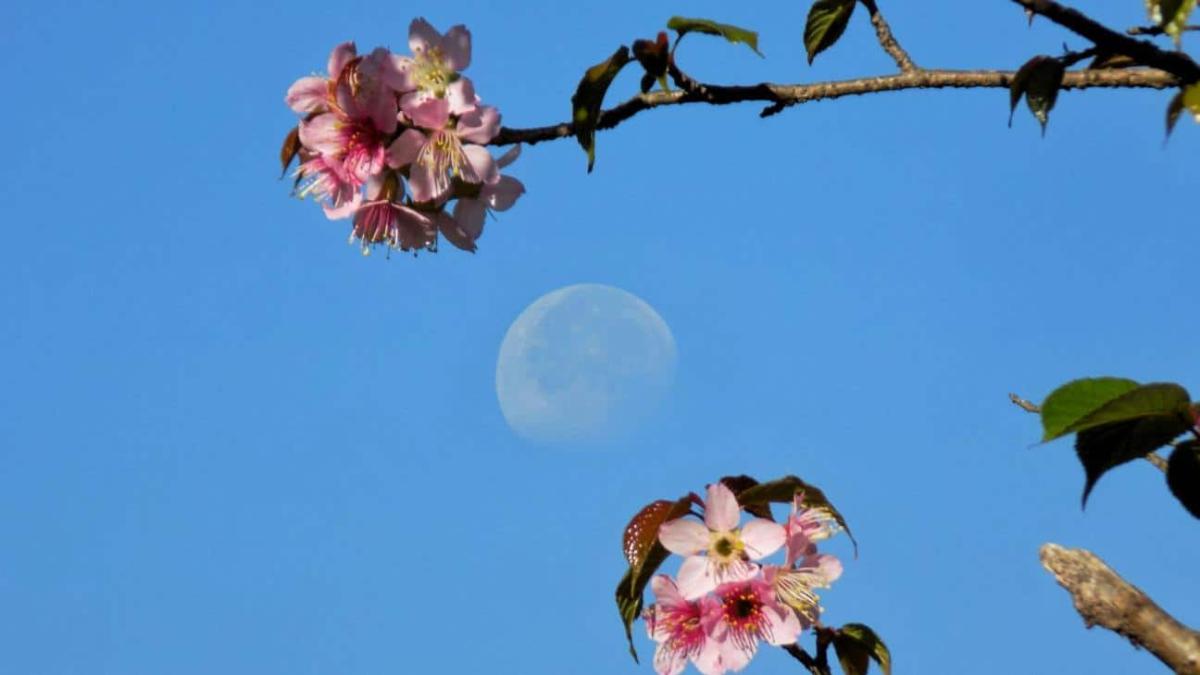 zodia panselhnos maiou 1