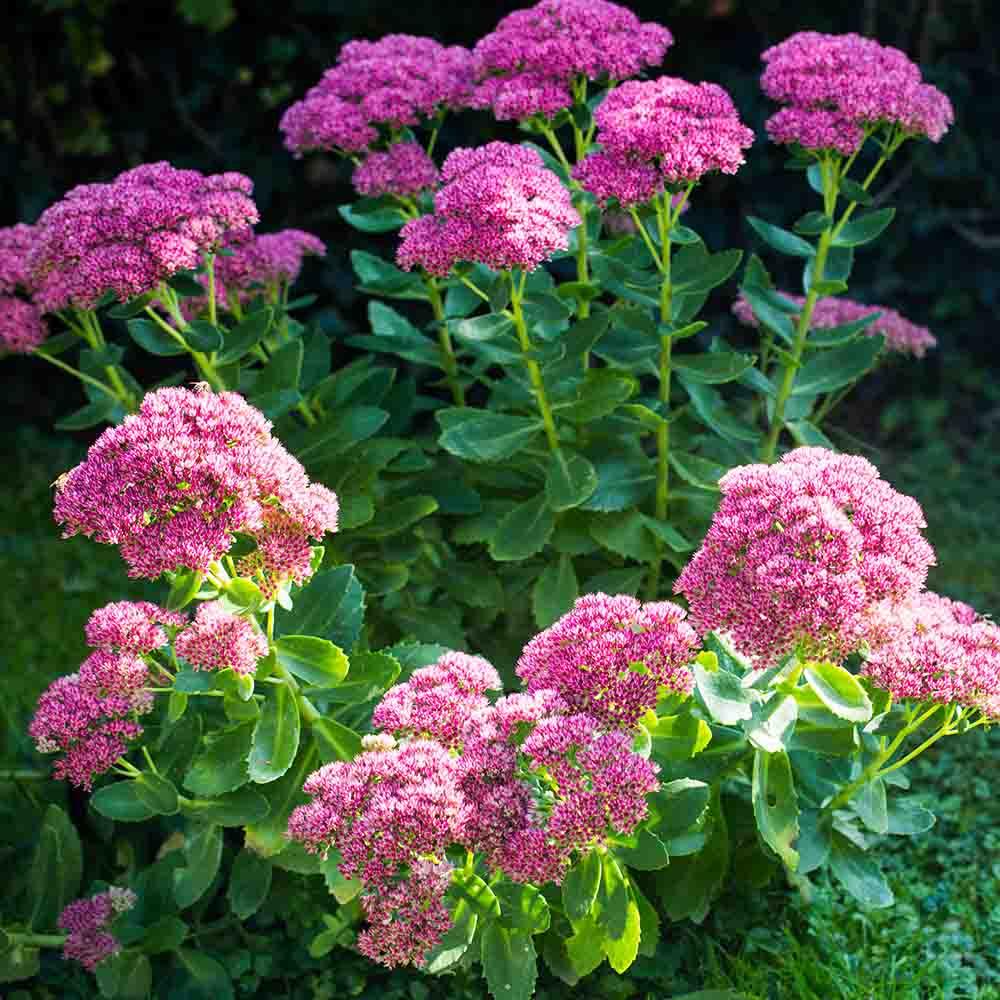 sedum spectabile rosenteller sedo