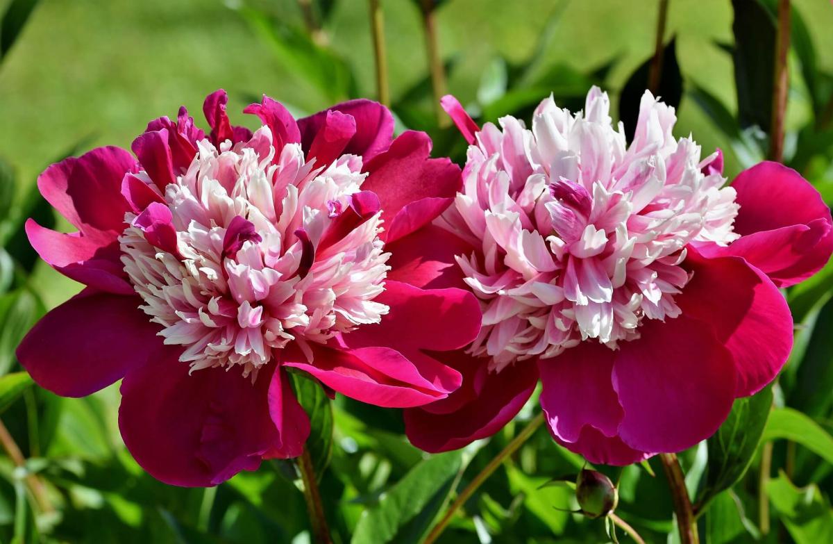 peonia 04 2