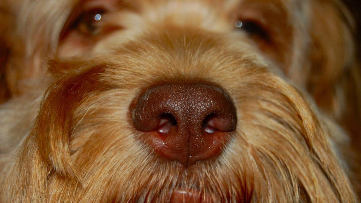 220413104703 dognose1 1536x864 1