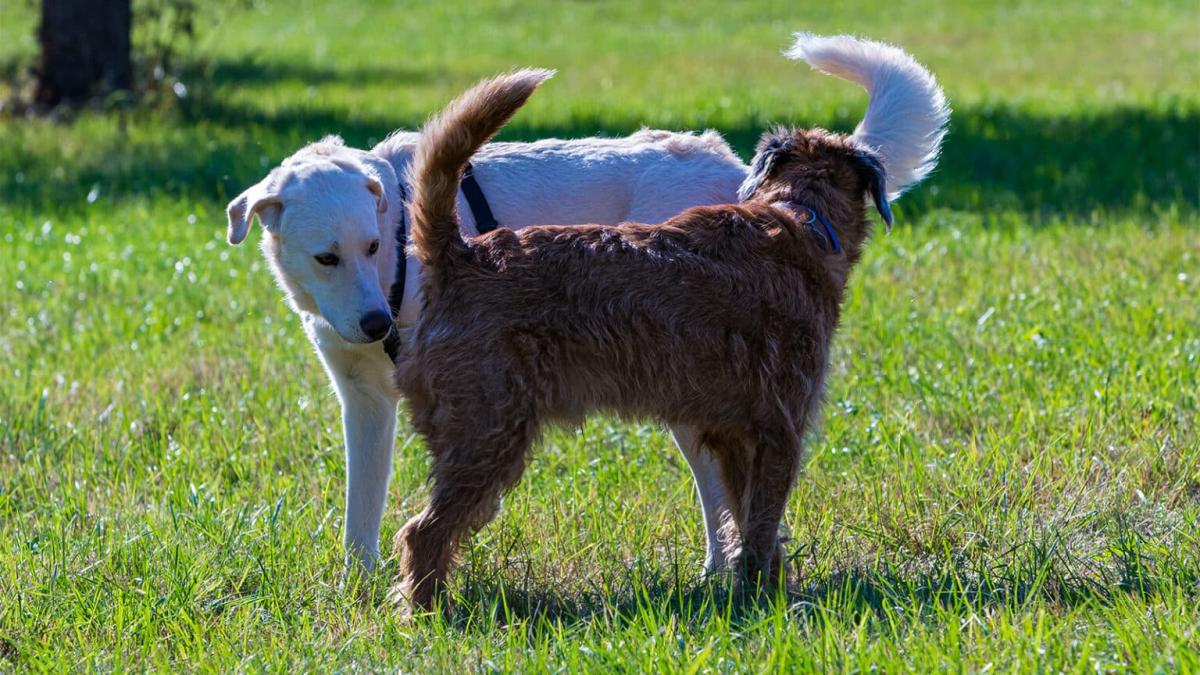 220413104844 dognose 1536x864 1