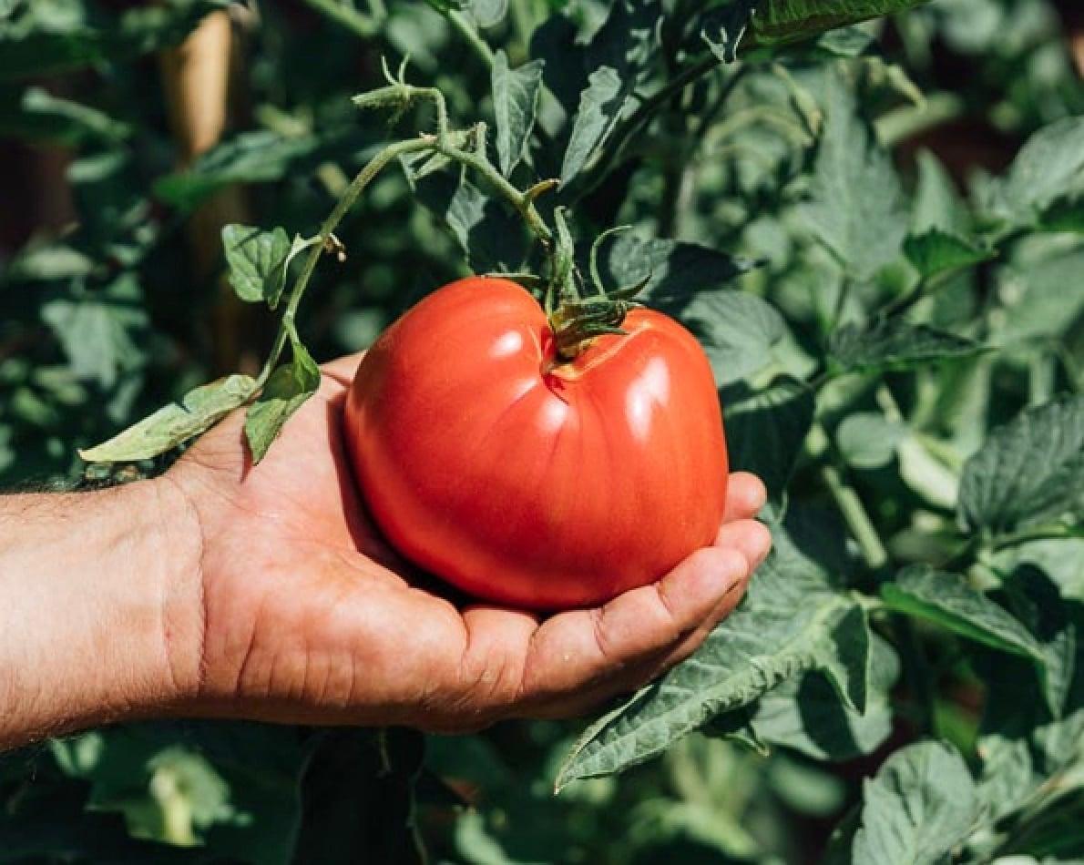 stigmiotypo othonis 2025 03 21 17.27.05