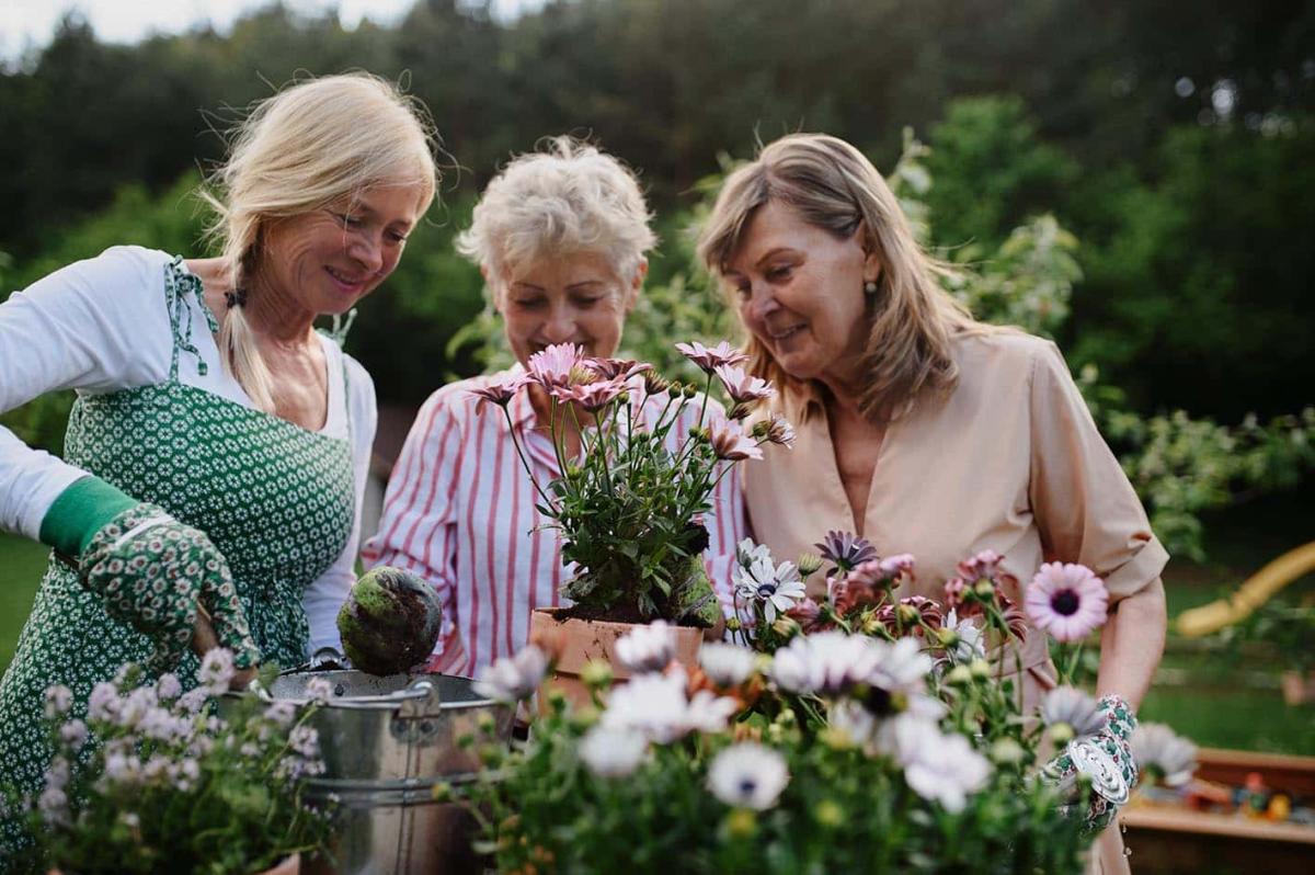 senior women planting flowers gardening 178168252s