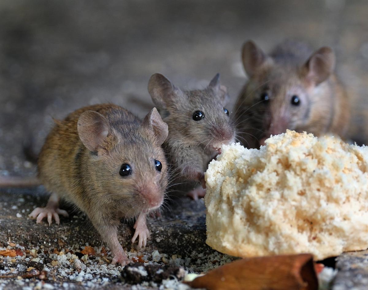 mice