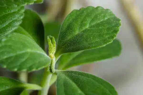 depositphotos 367198814 stock photo growing boldo plant green plant