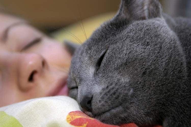 sleeping with cats