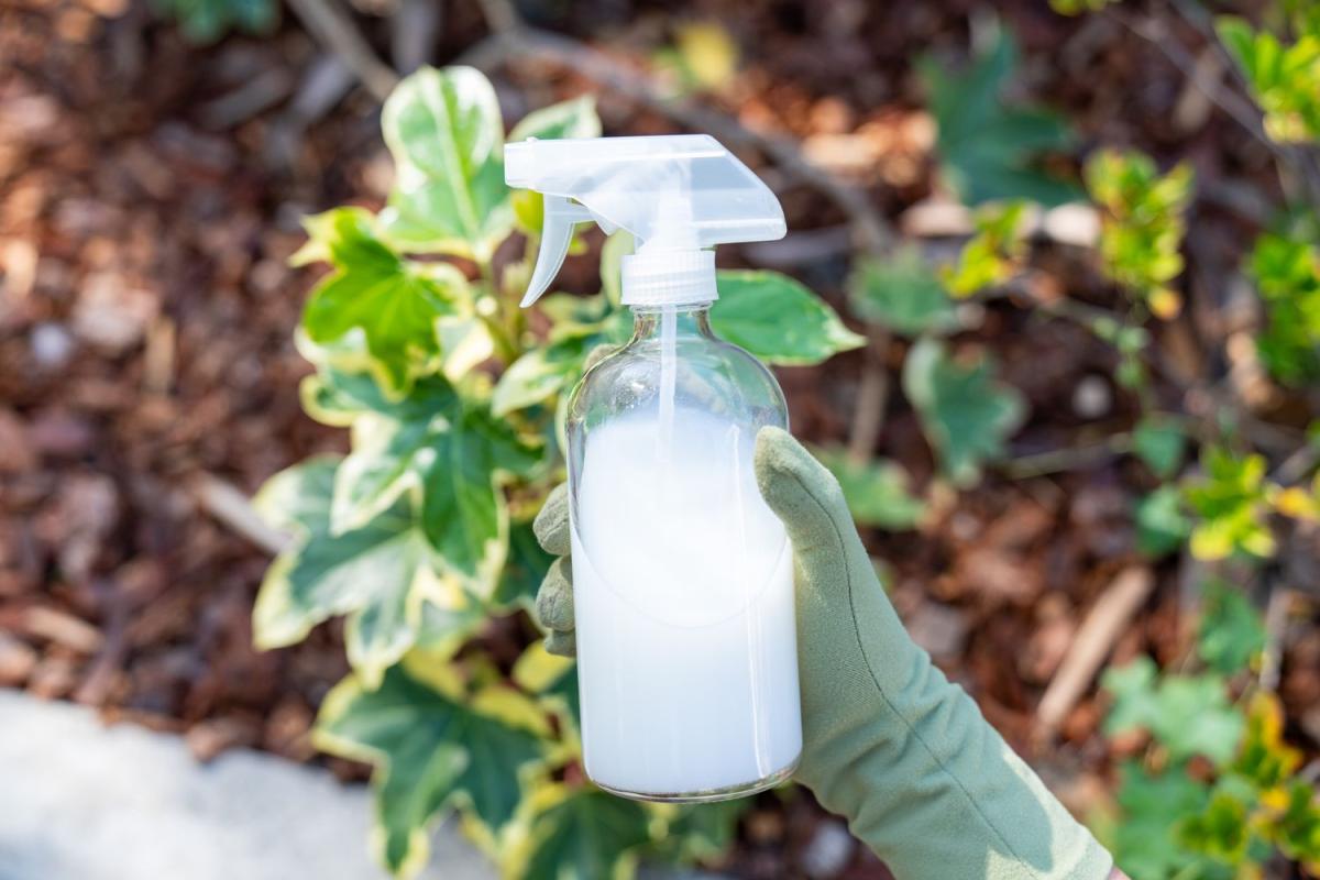 using milk for plant care 4082485 hero 01 f56642cb02bd4025ac3a5309ac57de63