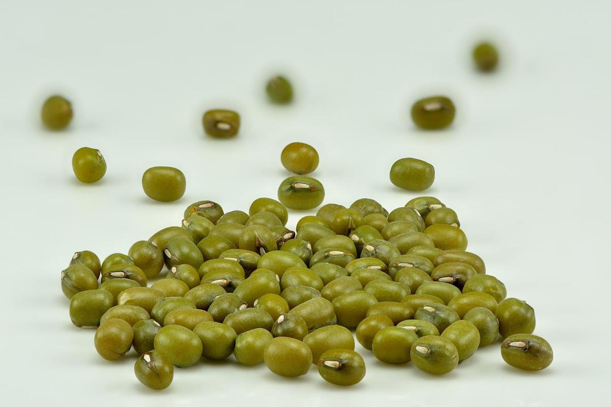 mung beans vigna radiata