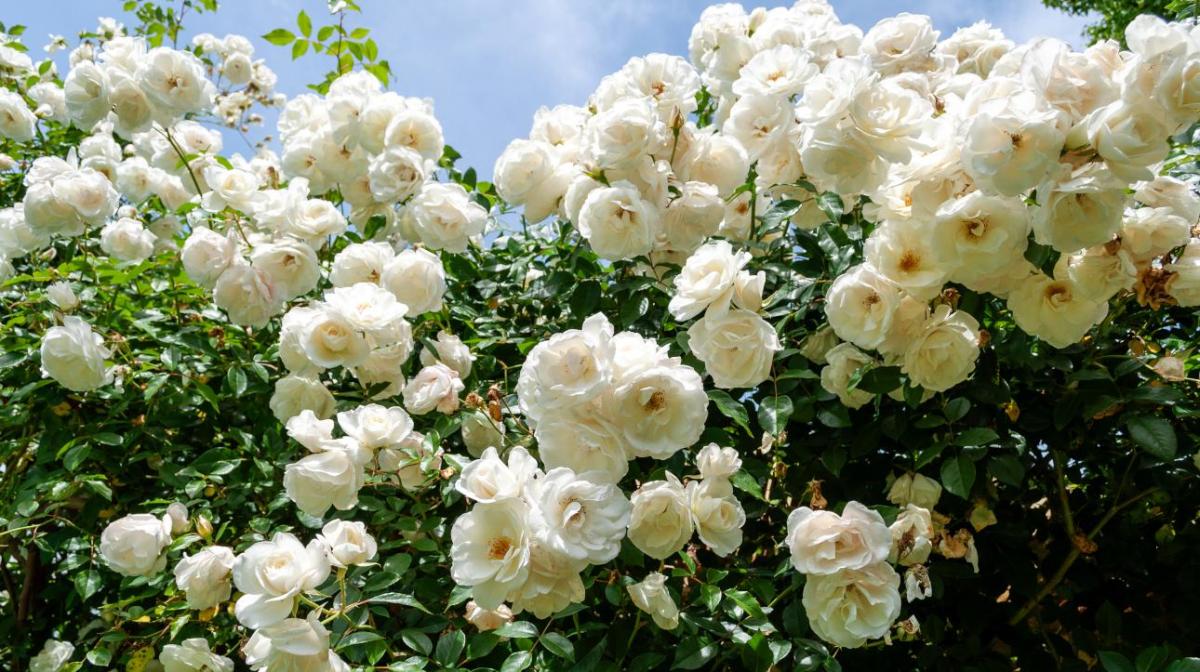 iceberg rose