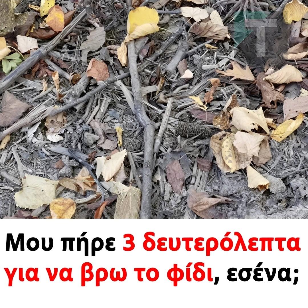 Μου πήρε 3 δευτερόλεπτα για να βρω το φίδι, εσένα; 1 333 1
