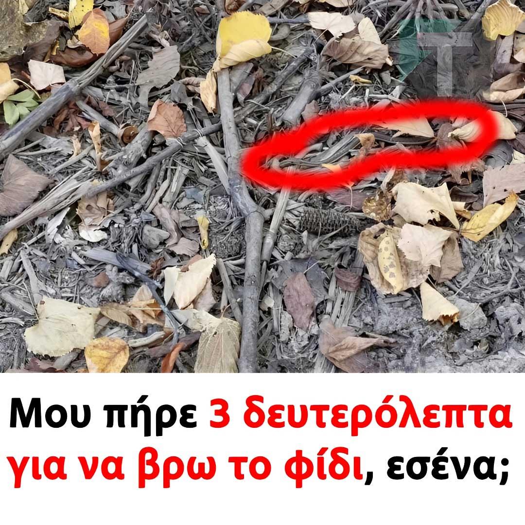 Μου πήρε 3 δευτερόλεπτα για να βρω το φίδι, εσένα; 2 2222 5