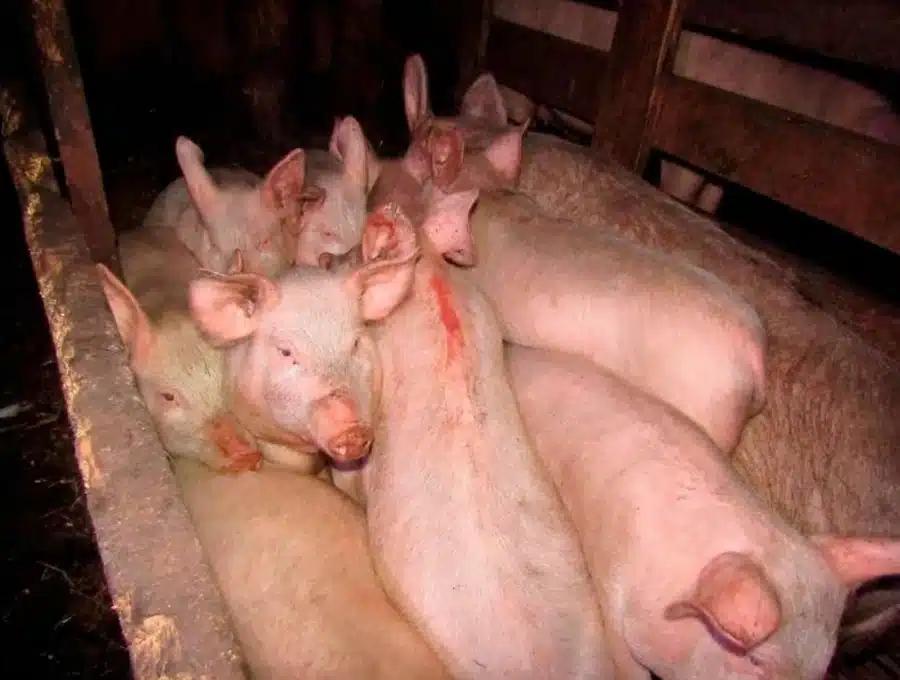 Φρίκη: Βίασε τη 17χρονη κόρη του αφεντικού του και την τάισε στα γουρούνια 3 33