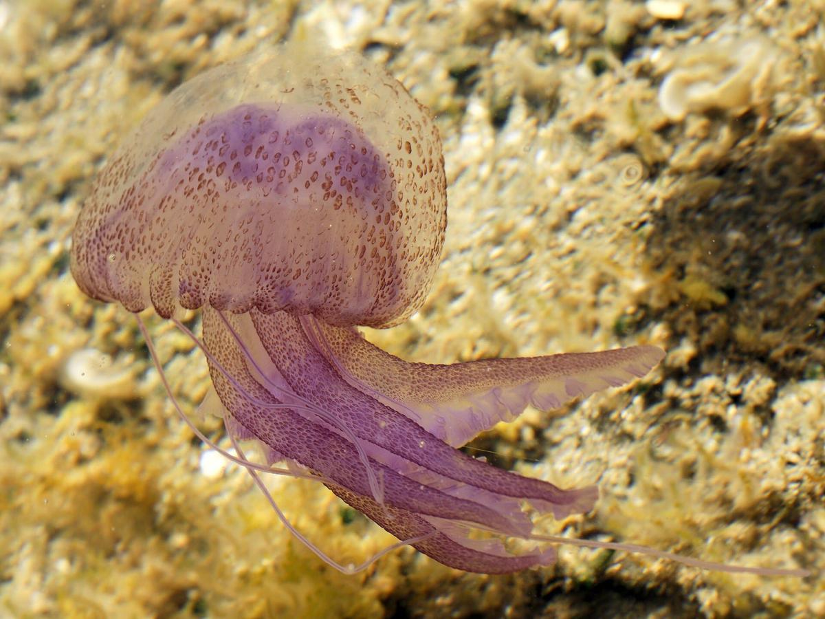 pelagia noctiluca sardinia