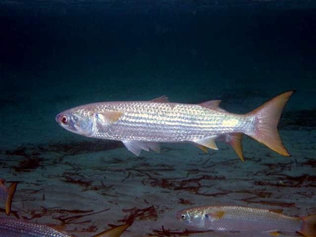 mugil cephalus minorca
