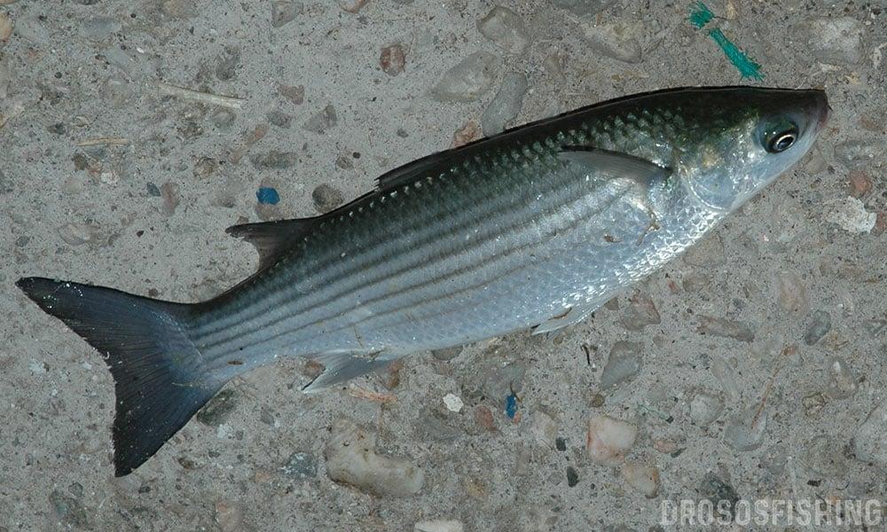 kefalos psarema 4 drososfishing