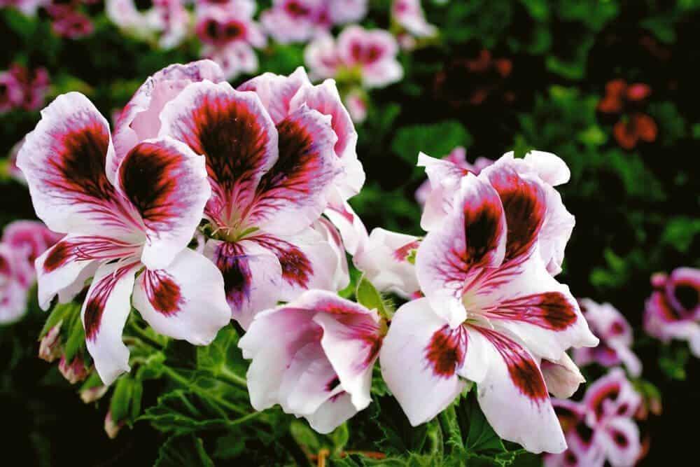 11 geranium