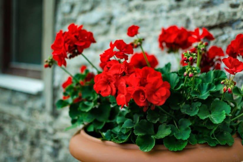 11 geraniums