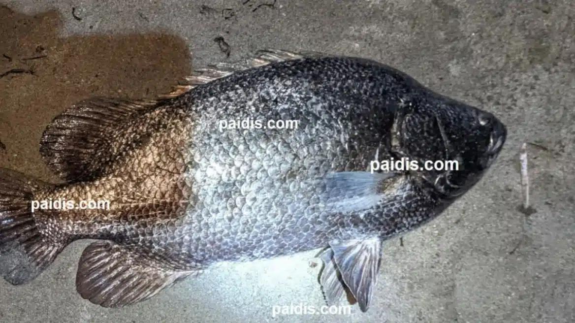 Ψαράς larissa