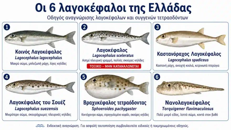 lagokefaloi 1