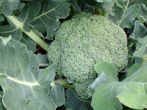 broccoli2