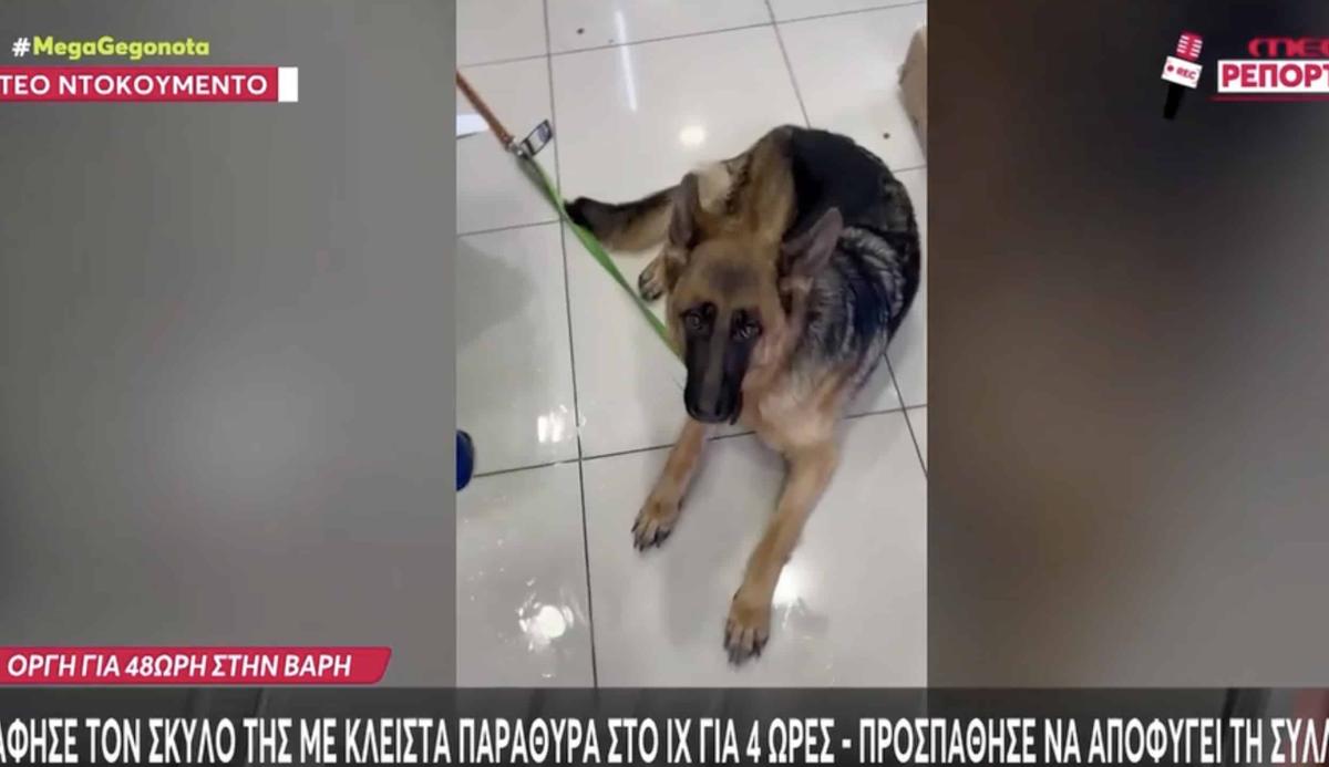 Αστυνομικοί στη Βάρη έσπασαν τζάμια από αυτοκίνητο και έσωσαν σκύλο που ήταν κλειδωμένος και δεν αντιδρούσε 2 stigmiotypo othonis 2026 07 01 01.41.29