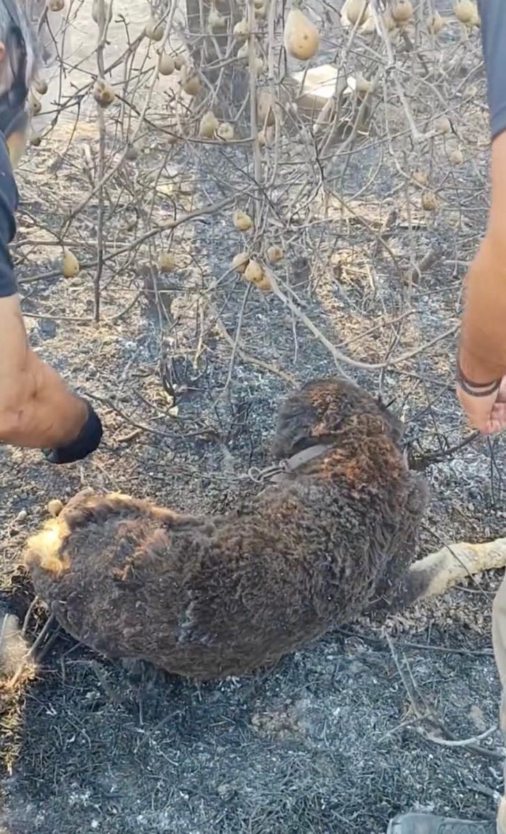 Αστυνομικοί έσωσαν σκύλο από τα καμμένα στη φωτιά στο Ωραιόκαστρο 1 stigmiotypo othonis 2026 07 06 02.12.27