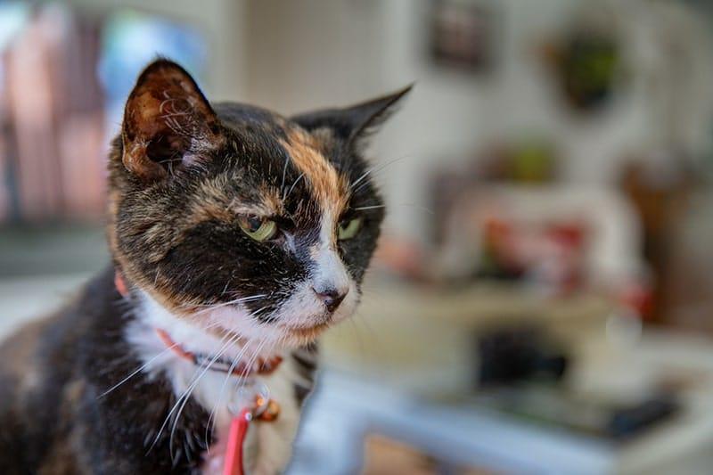 caringforseniorcats min