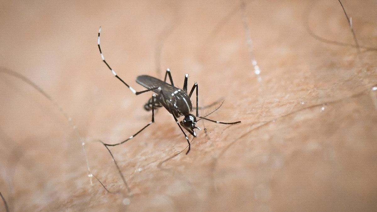 Αυξημένη προσοχή για τον ιό του Δυτικού Νείλου – Πώς θα προστατευτείτε από τα κουνούπια
