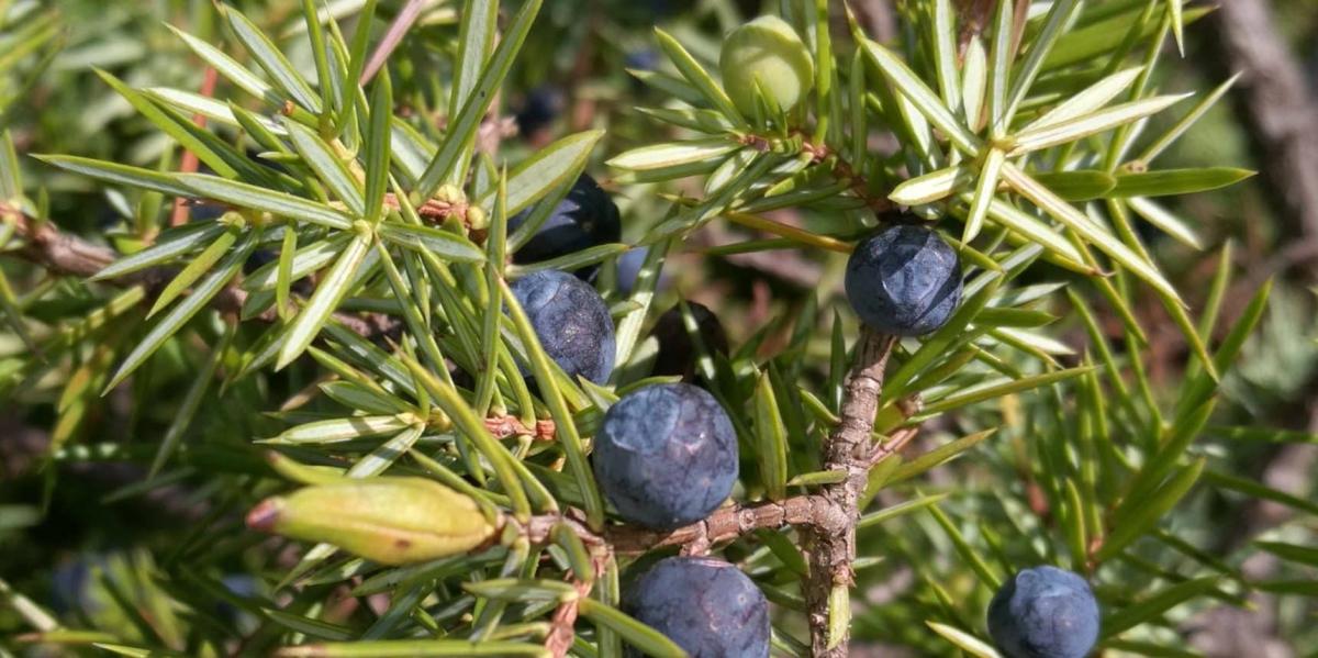 Aυτά είναι τα φυτά που δεν πρέπει να φυτεύονται γύρω από το σπίτι γιατί προσελκύουν φίδια - Όλοι πρέπει να τα γνωρίζουν για να τα αποφεύγουν 3 juniperus communis 2 1719x859 1