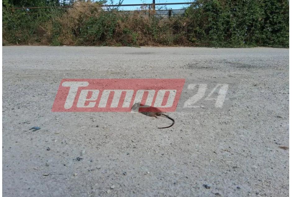 Πάτρα: Ακαθάριστα οικόπεδα γεμίζουν φίδια και ποντίκια – Σε απόγνωση οι κάτοικοι 2 pontiki