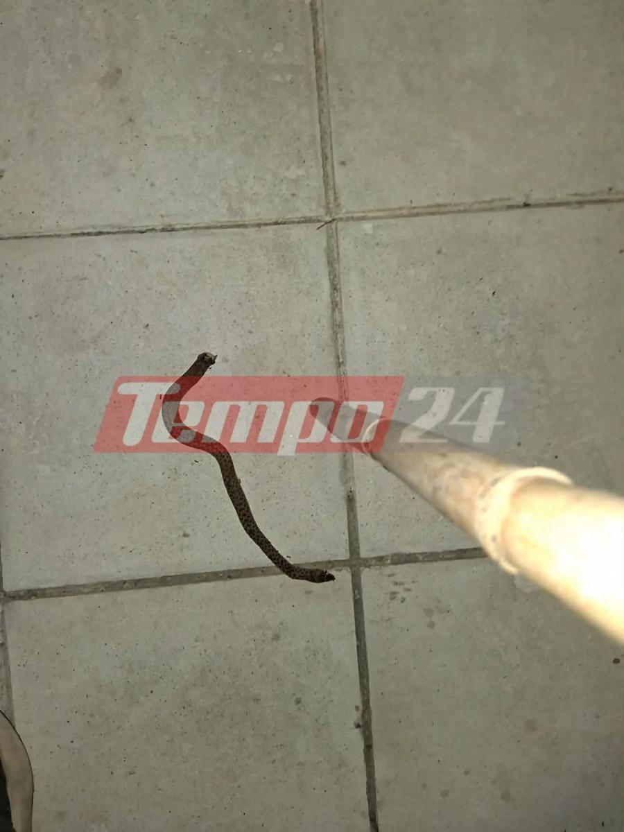 Πάτρα: Ακαθάριστα οικόπεδα γεμίζουν φίδια και ποντίκια – Σε απόγνωση οι κάτοικοι 3 757506810 1310301627978032 8363932605890042069 n