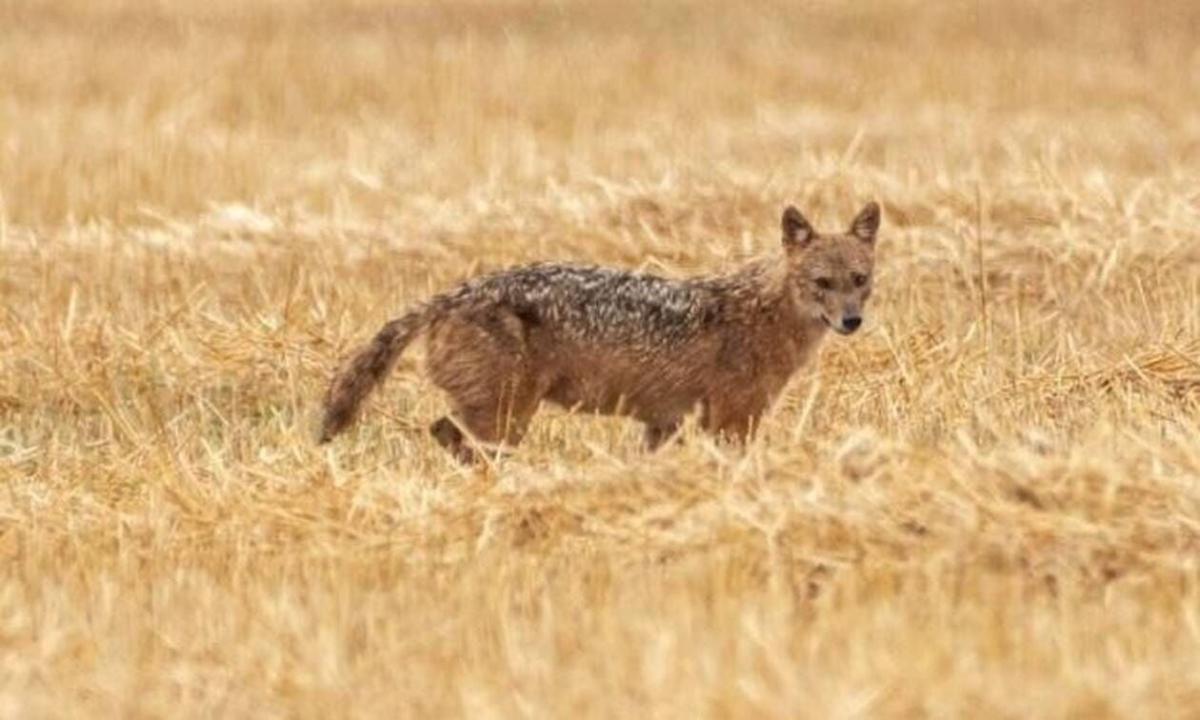 Τσακάλι δάγκωσε στο πρόσωπο 4χρονη και το έσερνε από την πλάτη 1 tsakali 780x405 1