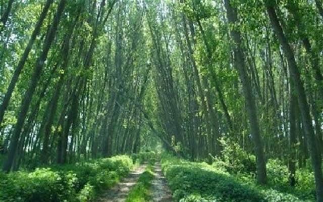 Τι κάνει τα ατέλειωτα βουνά της Βουλγαρίας να μην καίγονται όπως της Ελλάδας 5 e2e022c85987410428ddb9ce50ce140f