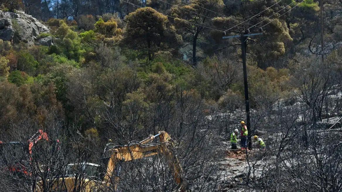 Ποια είναι τα δέντρα που μπορούν να γίνουν «ασπίδα» για το σπίτι σας απέναντι στις φωτιές 1 dentra1