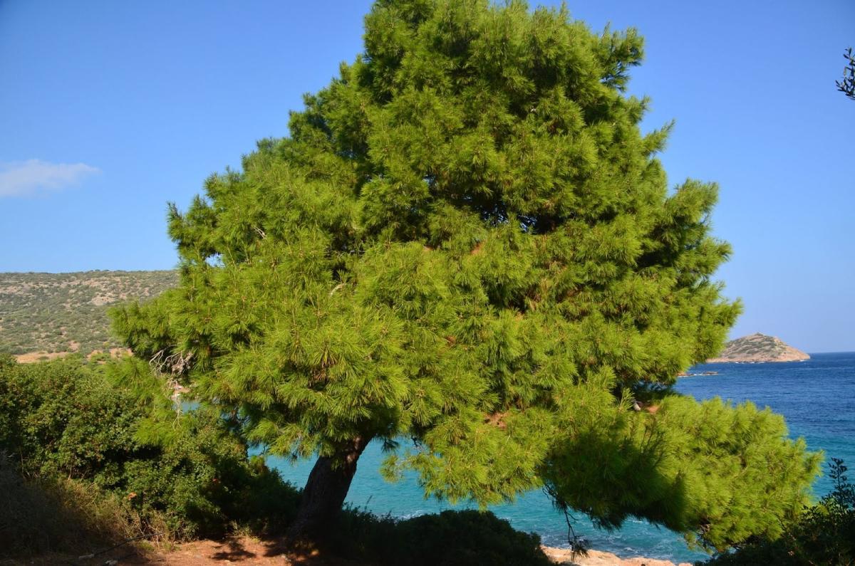 Ποια είναι τα δέντρα που μπορούν να γίνουν «ασπίδα» για το σπίτι σας απέναντι στις φωτιές 2 dsc 0051