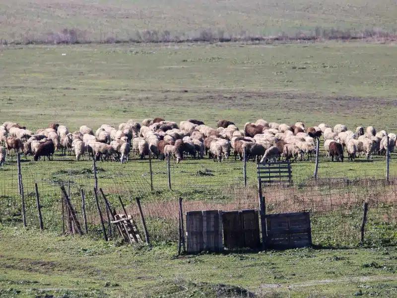 eurokinissi provata.jpg